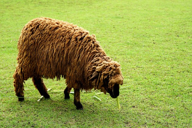 Foto las ovejas comen hierba en el prado verde