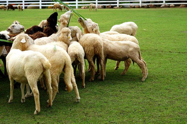 Las ovejas comen hierba en el prado verde