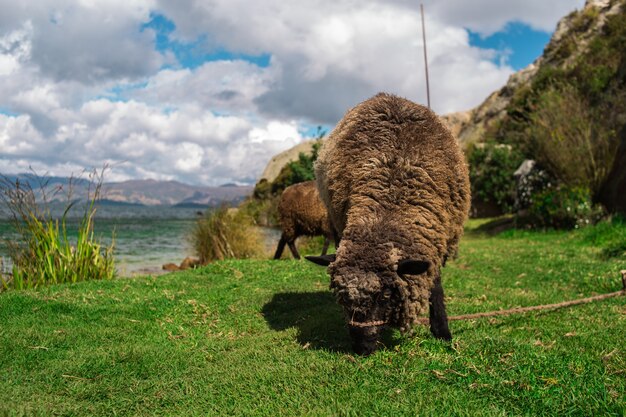 Ovejas comiendo hierba cerca del lago