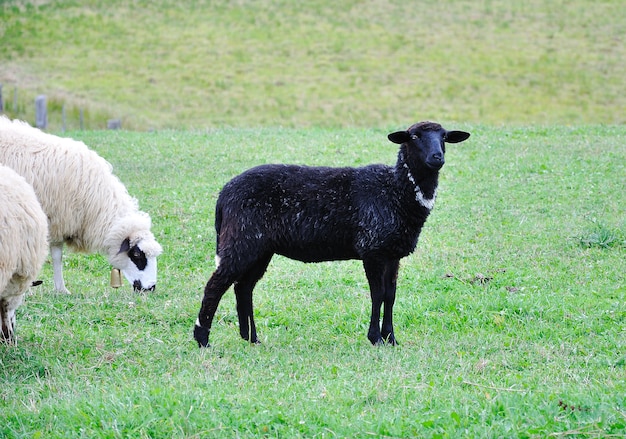 Ovejas y corderito en tierra verde