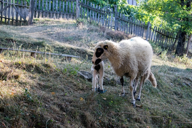 ovejas y cordero en el prado