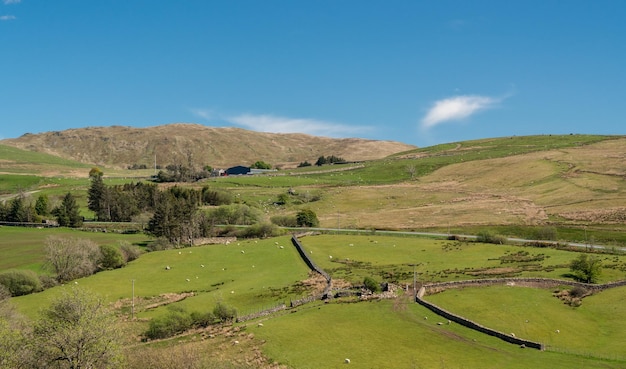 Ovejas y corderos en una granja de montaña galesa