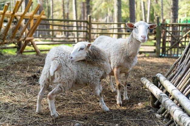 Ovejas en el corral. Animales domésticos de las ovejas en la granja.