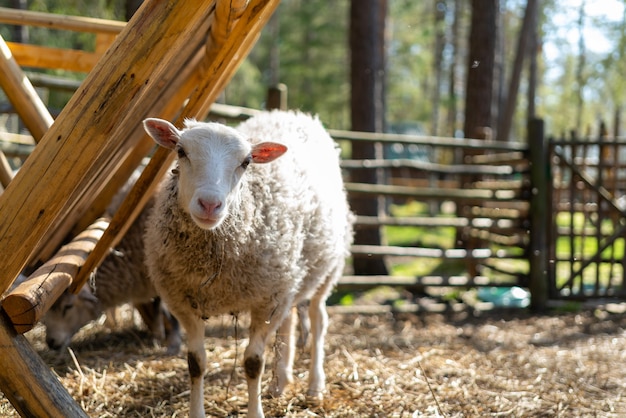 Ovejas en el corral. Animales domésticos de las ovejas en la granja.