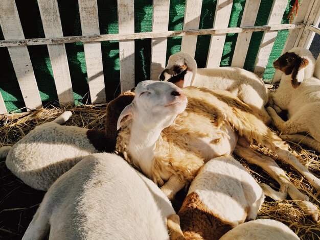 Foto ovejas en corral