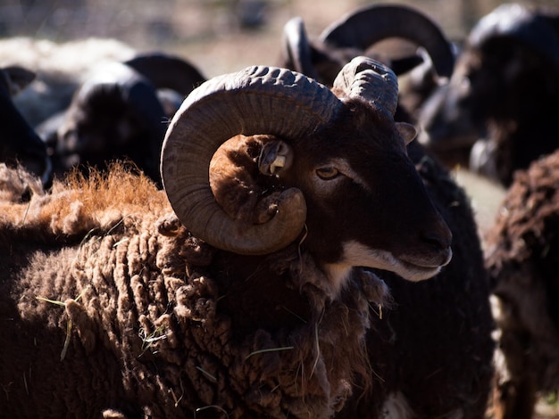 Ovejas de cuernos grandes marrón que pastan en la granja.