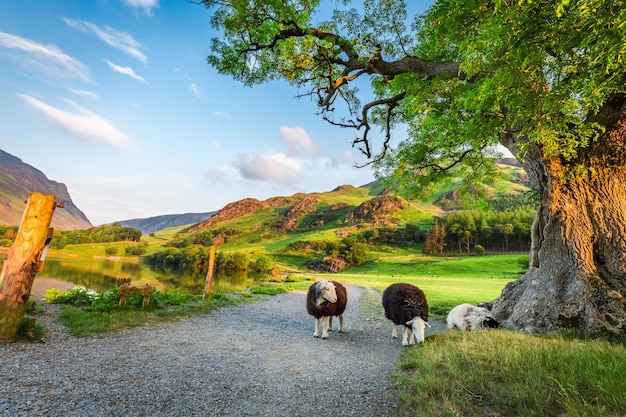 Foto ovejas curiosas en pasto en verano lake district inglaterra