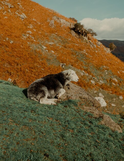 Foto las ovejas descansan en la montaña