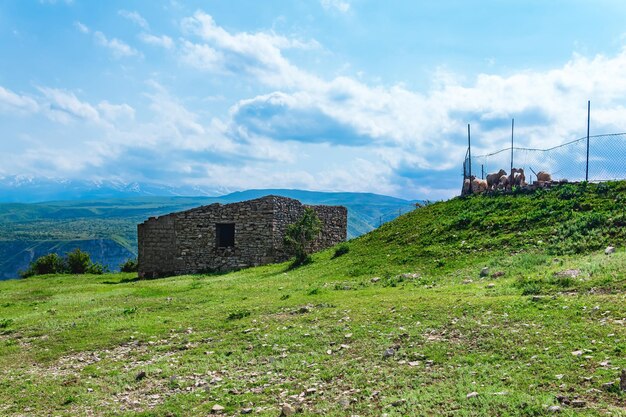 Ovejas detrás de una valla metálica y una choza de piedra en ruinas en un pasto de montaña