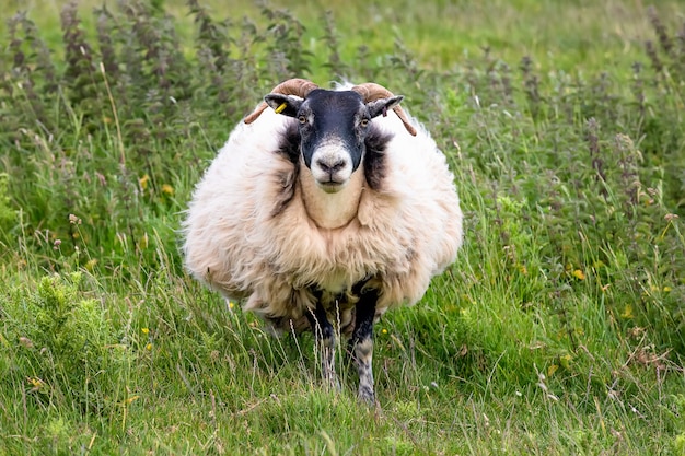 Foto ovejas domésticas británicas camina en una pradera de flores de verano. reino unido