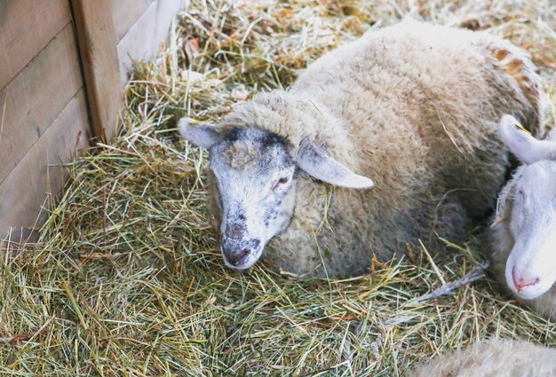 Ovejas en el establo. Animal doméstico esponjoso en el heno.