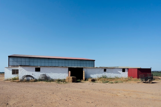 Ovejas en una granja.Badajoz.España