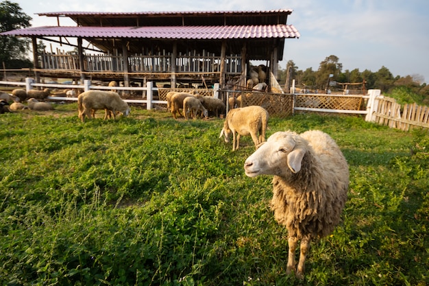 Ovejas en la granja de crianza de la casa.