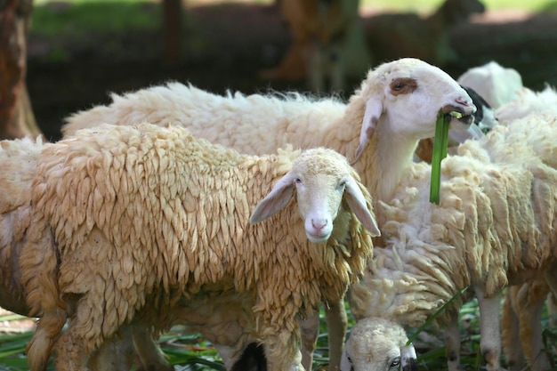 Las ovejas en la granja están comiendo hierba felizmente.