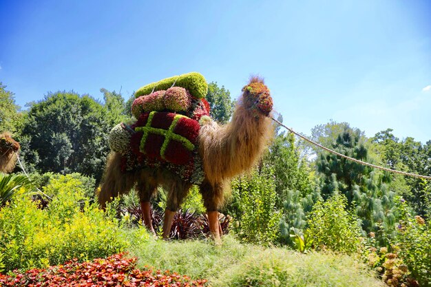 Las ovejas en una granja