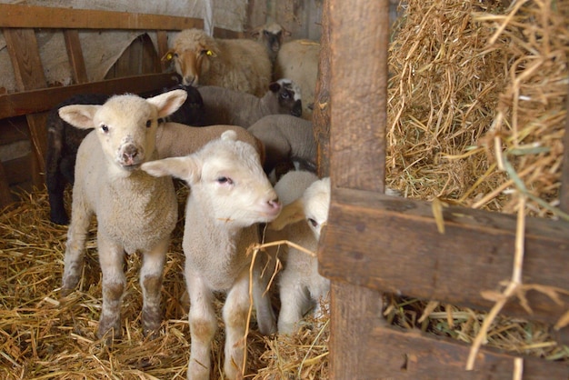 Foto las ovejas en una granja