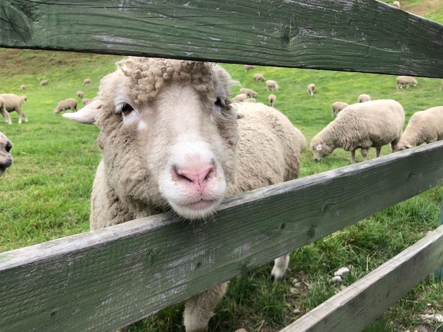 Foto las ovejas en una granja