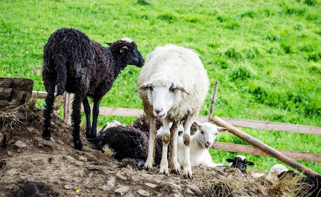 Ovejas en una granja