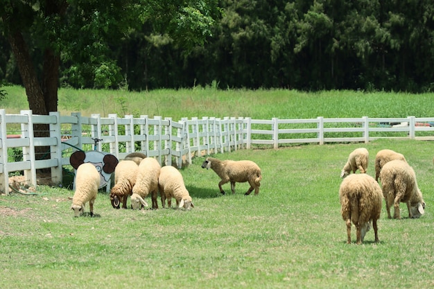 Ovejas en la granja