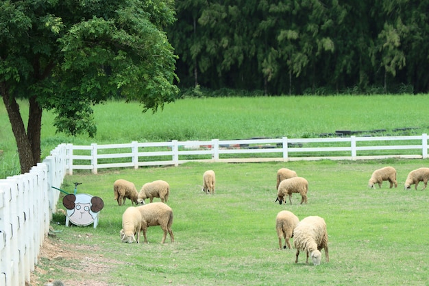 Ovejas en la granja