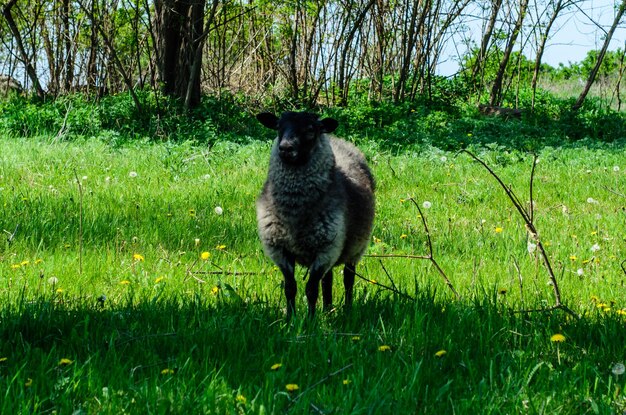 Ovejas grises mullidas en un prado verde