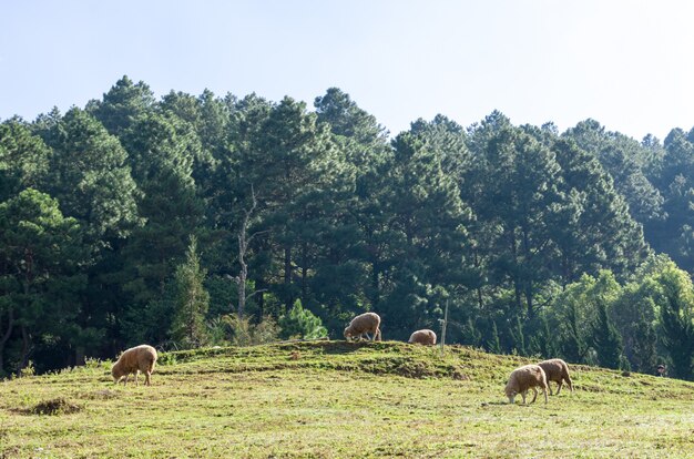 Ovejas en la hermosa pradera de montaña