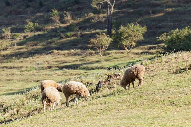 ovejas en la hermosa pradera de montaña