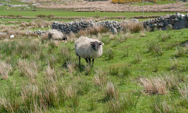 ovejas en Irlanda