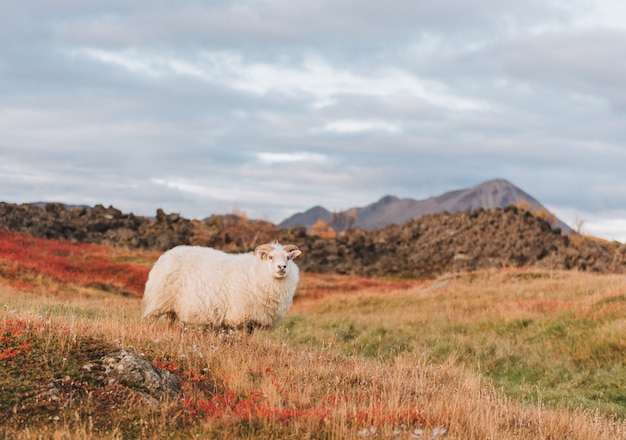 Ovejas islandesas en un pasto en Islandia con una montaña