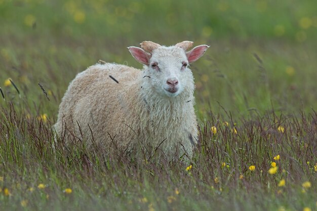 Ovejas en islandia en un medow con flores amarillas