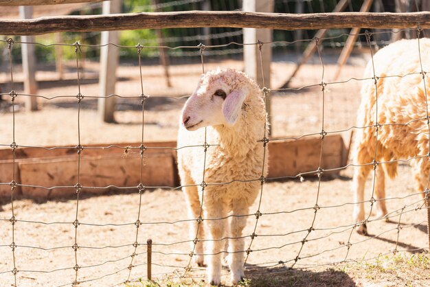 Ovejas en la jaula en el zoológico