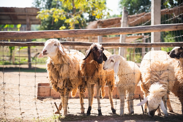 Ovejas en la jaula en el zoológico