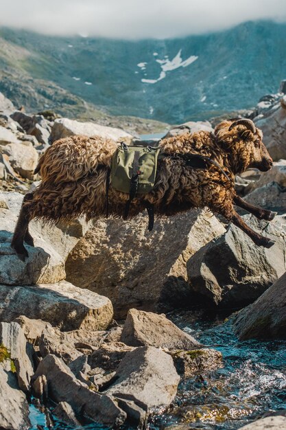 Foto ovejas con una mochila saltando sobre un arroyo