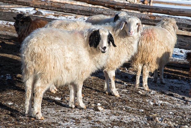 Ovejas mongolas en pequeño granero