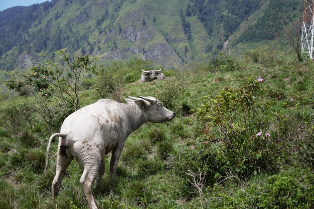 Foto las ovejas en la montaña