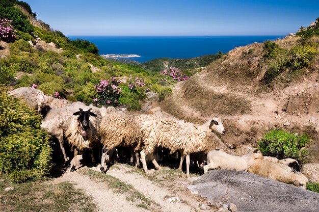 Ovejas en las montañas junto al mar en Sithonia, Grecia