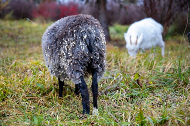 Las ovejas negras y las cabras blancas pastan en la hierba de cerca