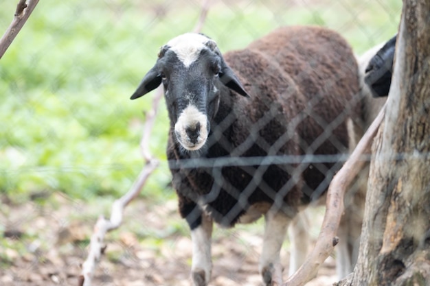 Ovejas negras en el campo detrás de una cerca de alambre