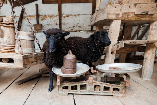 Ovejas negras de Ouessant una de las razas de ovejas más pequeñas del mundo