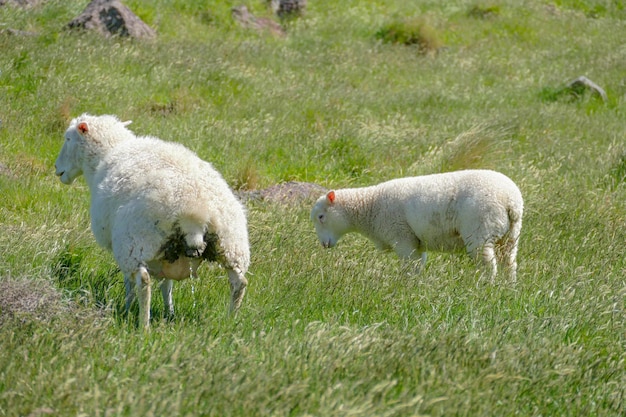 Foto las ovejas en nueva zelanda