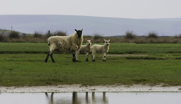 Las ovejas en la orilla del lago