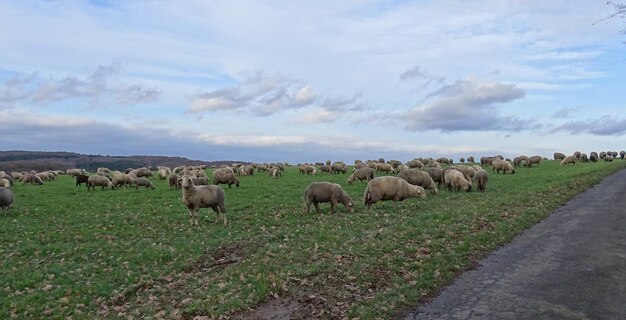 Foto ovejas en el paisaje contra el cielo