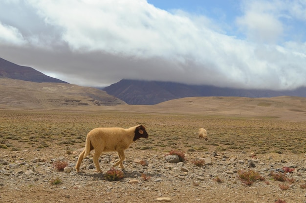 Las ovejas en el paisaje