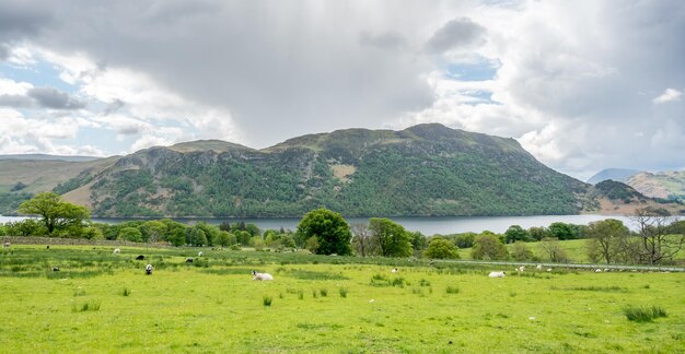 Las ovejas pastan en campo verde en el campo de Inglaterra con fondo de lago y montaña