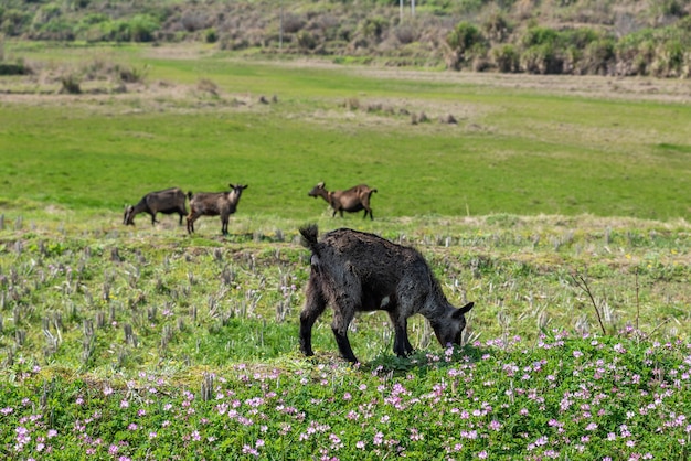 Las ovejas pastan en la hierba en el campo