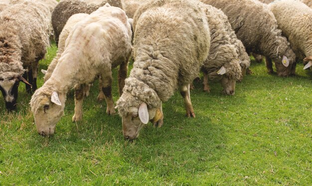 Las ovejas pastan en la hierba verde en primavera