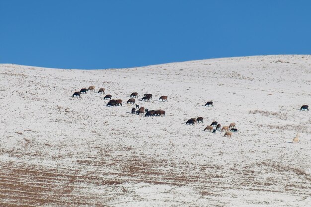 Foto las ovejas pastan en invierno en kazajstán