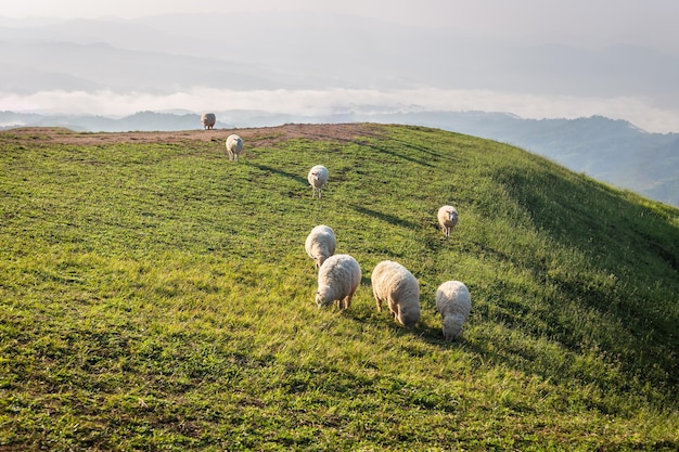 Las ovejas pastan en una montaña nebulosa por la mañana en el fondo en Doi Chang Chiang Rai, Tailandia