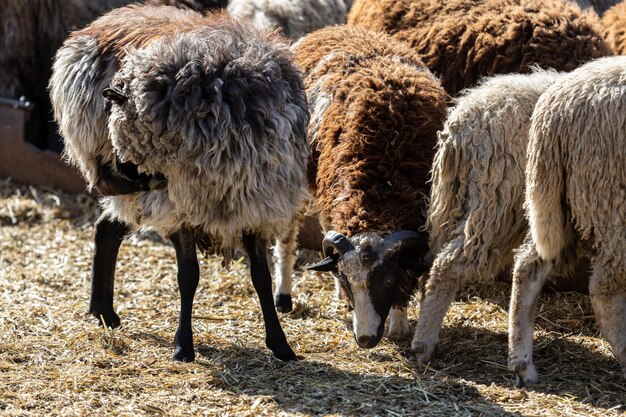 Foto las ovejas pastan pacíficamente en el corral un montón de hermosos corderos los rayos del sol iluminan la lana blanca negra y marrón de las ovejas se acurrucan juntos compartiendo calor y compañerismo