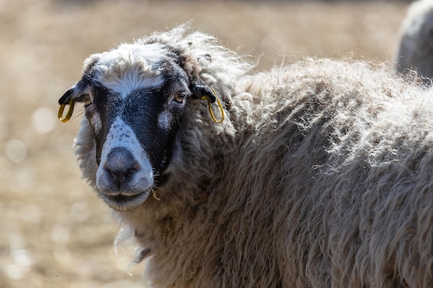 Foto las ovejas pastan pacíficamente en el corral un montón de hermosos corderos los rayos del sol iluminan la lana blanca negra y marrón de las ovejas se acurrucan juntos compartiendo calor y compañerismo